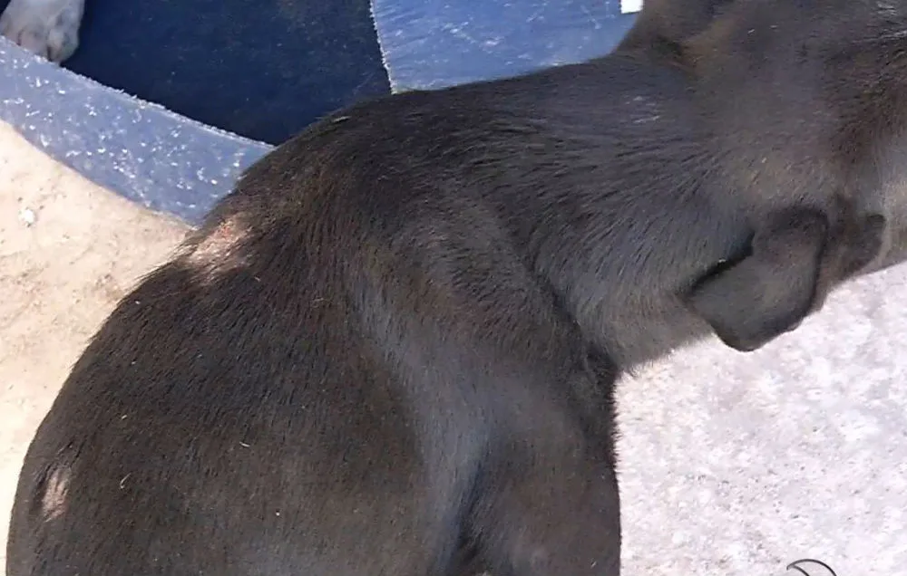 Abrigo de cães abandonados é alvo de ataques e cães são apedrejados em Vila Velha