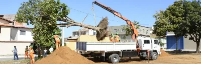 Replantio de árvores de grande porte em Vila Velha