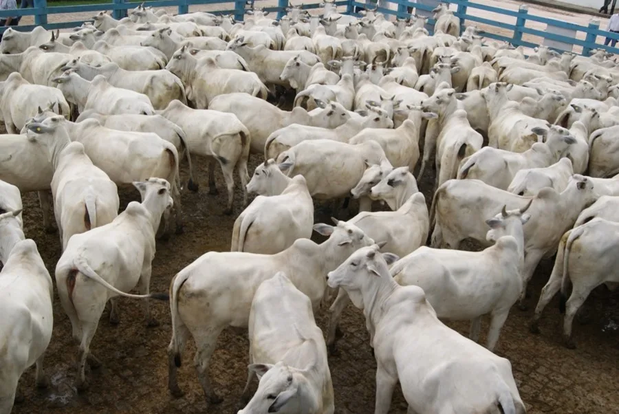 Cerca de 700 mil bois e búfalos devem ser vacinados contra febre aftosa no Estado