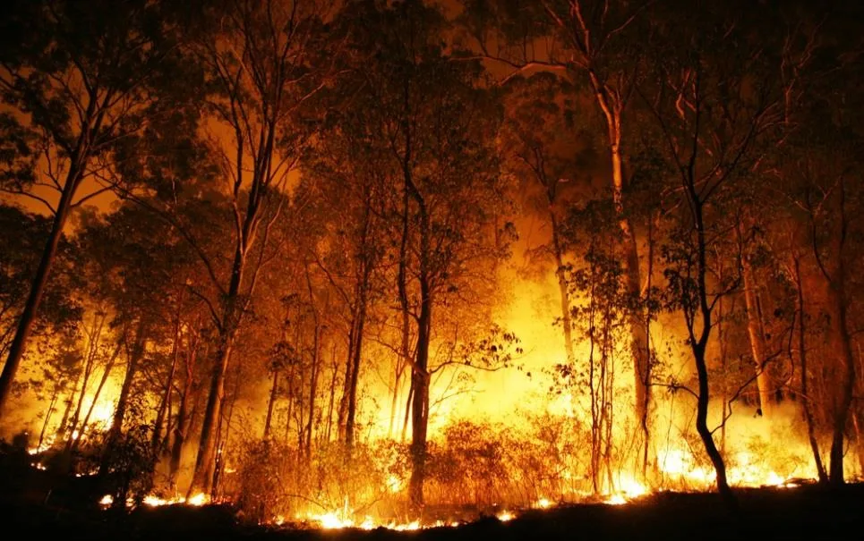 Queimadas de florestas subiram 13% entre janeiro e abril em todo o mundo