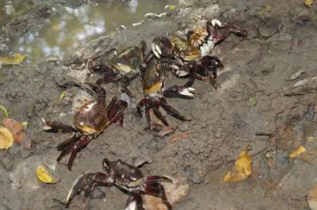 soltura de caranguejo-uçá no mangue