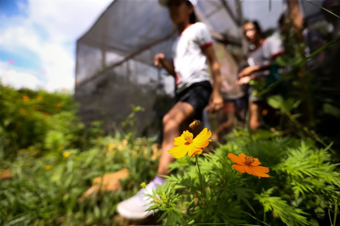 Brasília – Alunos da rede pública de ensino do DF realizam atividades de educação ambiental na Escola da Natureza.( Marcelo Camargo/Agência Brasil)