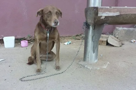 Cadela é acorrentada e abandonada em ponto de ônibus