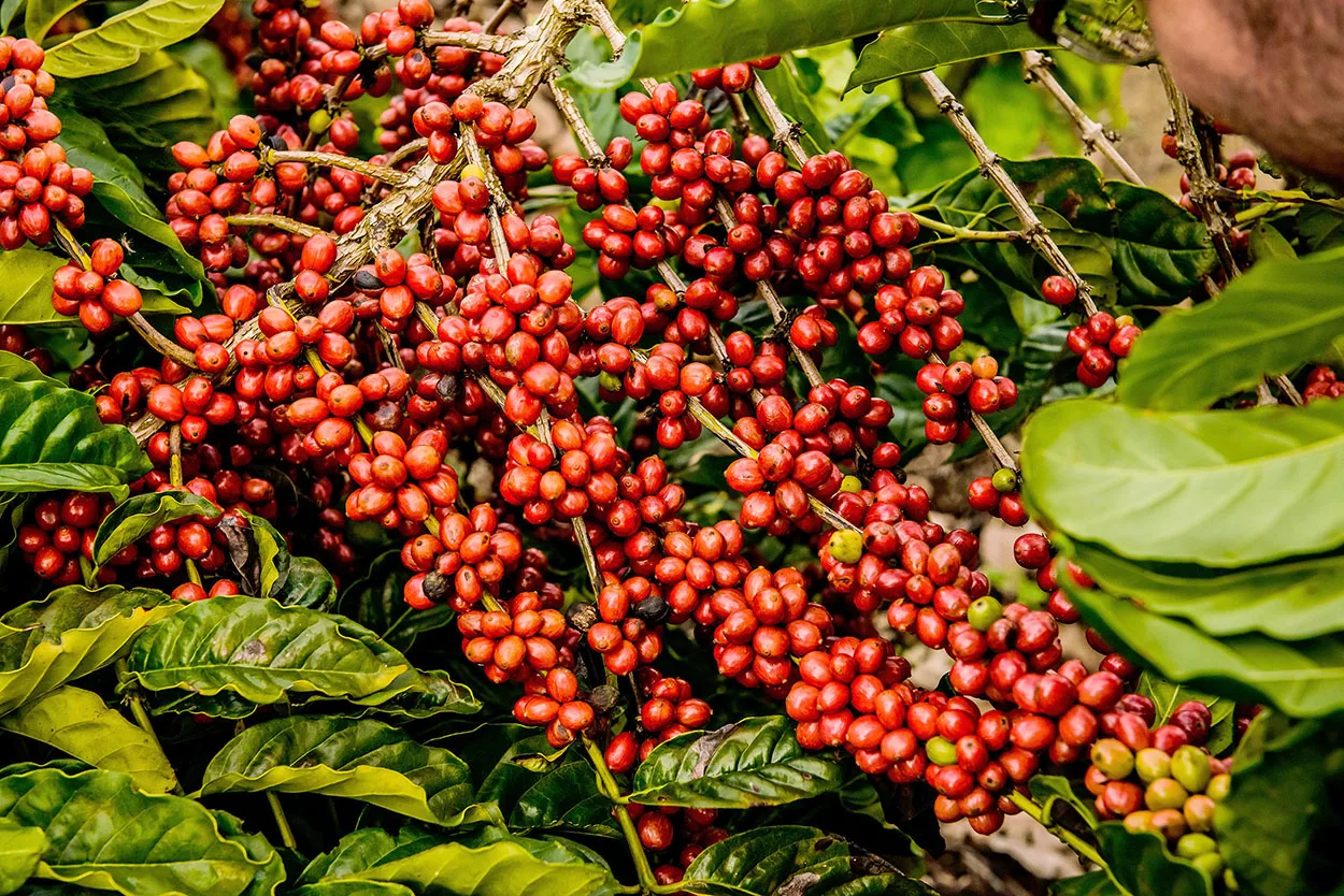 Encontro vai debater cafeicultura e bovinocultura sustentável em Alegre