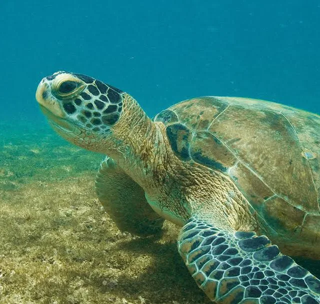 Em 15 anos, mais de 3,5 mil tartarugas verdes foram avaliadas no Estado