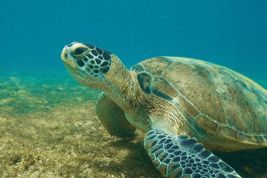 Em 15 anos, mais de 3,5 mil tartarugas verdes foram avaliadas no Estado