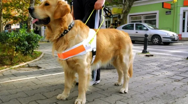 Ifes oferece curso para treinamento de cão-guia no Estado