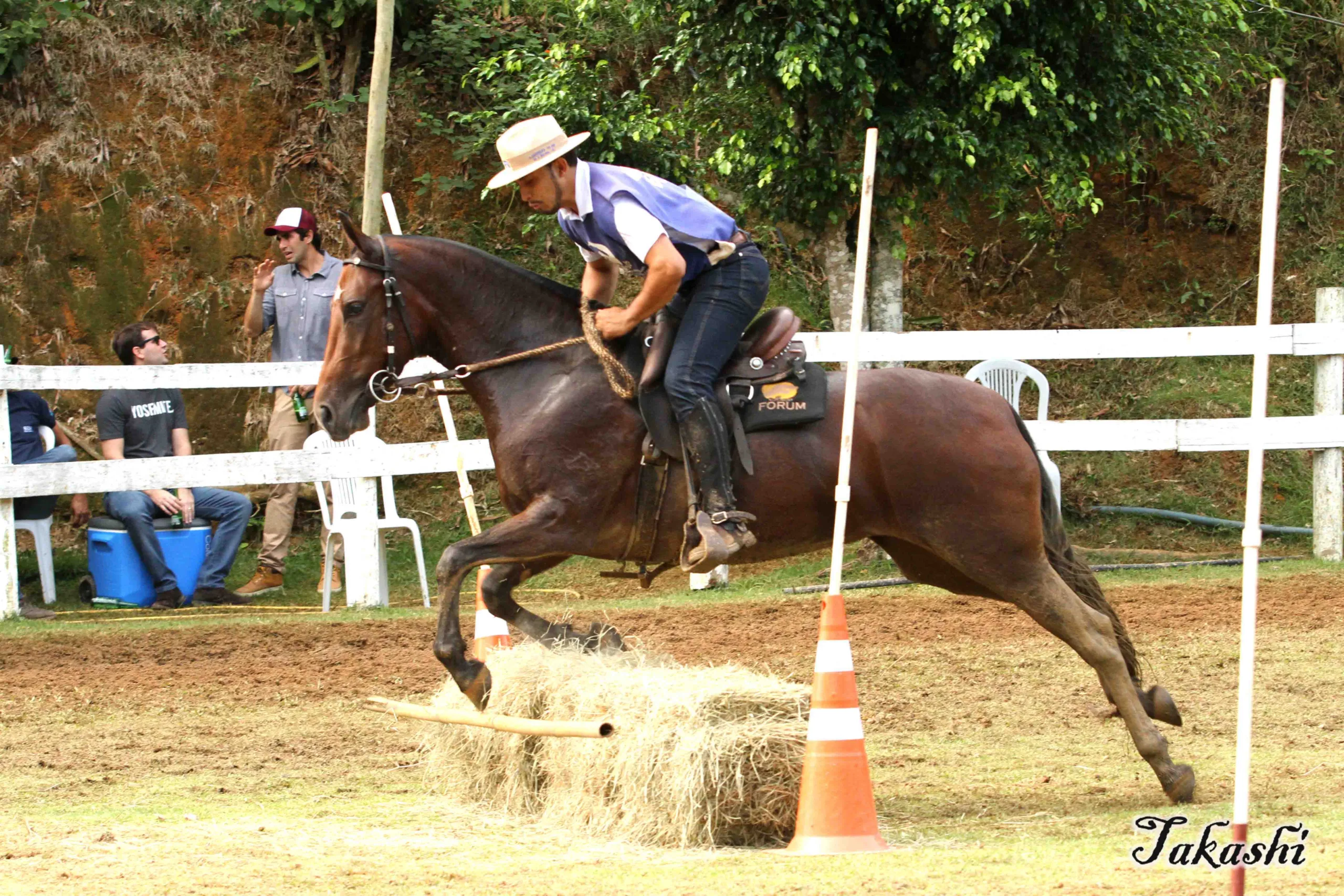 Leilão de Cavalos Mangalarga Marchador acontece no próximo mês