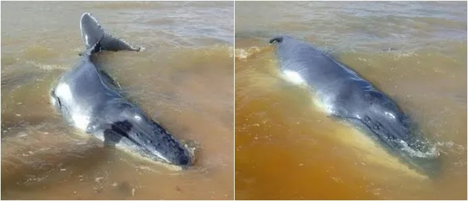 Filhote de baleia Jubarte encalha e morre em praia de Aracruz