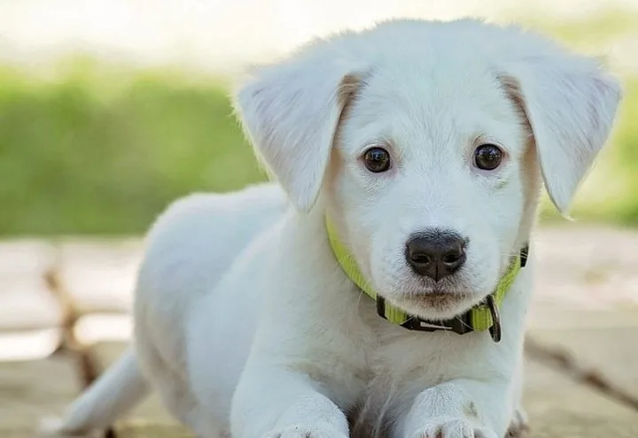 Cães sentem ciúmes assim como crianças, revela pesquisa