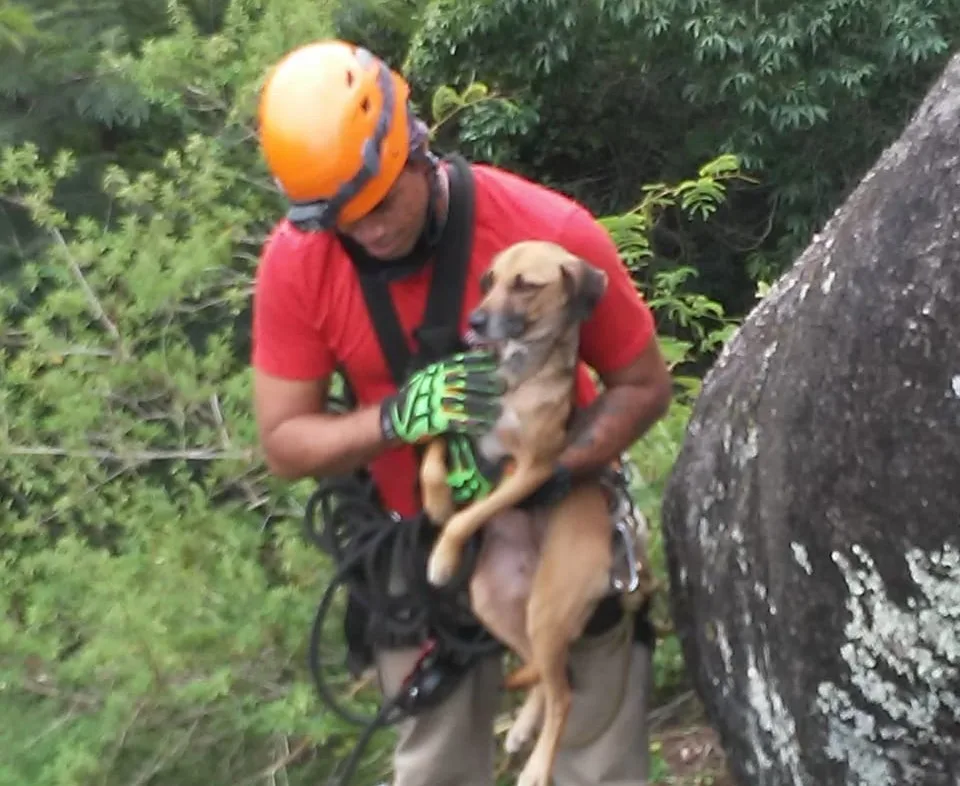 Presos há dias em pedra, cães são resgatados pelo Corpo de Bombeiros em Vitória