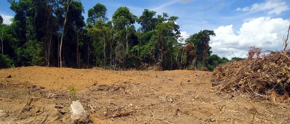 Mais de 1 mil metros quadrados de vegetação nativa desmatada em São Roque do Canaã