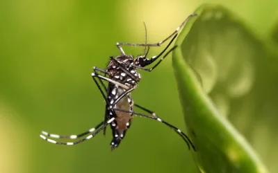 Grande Vitória em estado de alerta para surto de dengue, zika e chikungunya