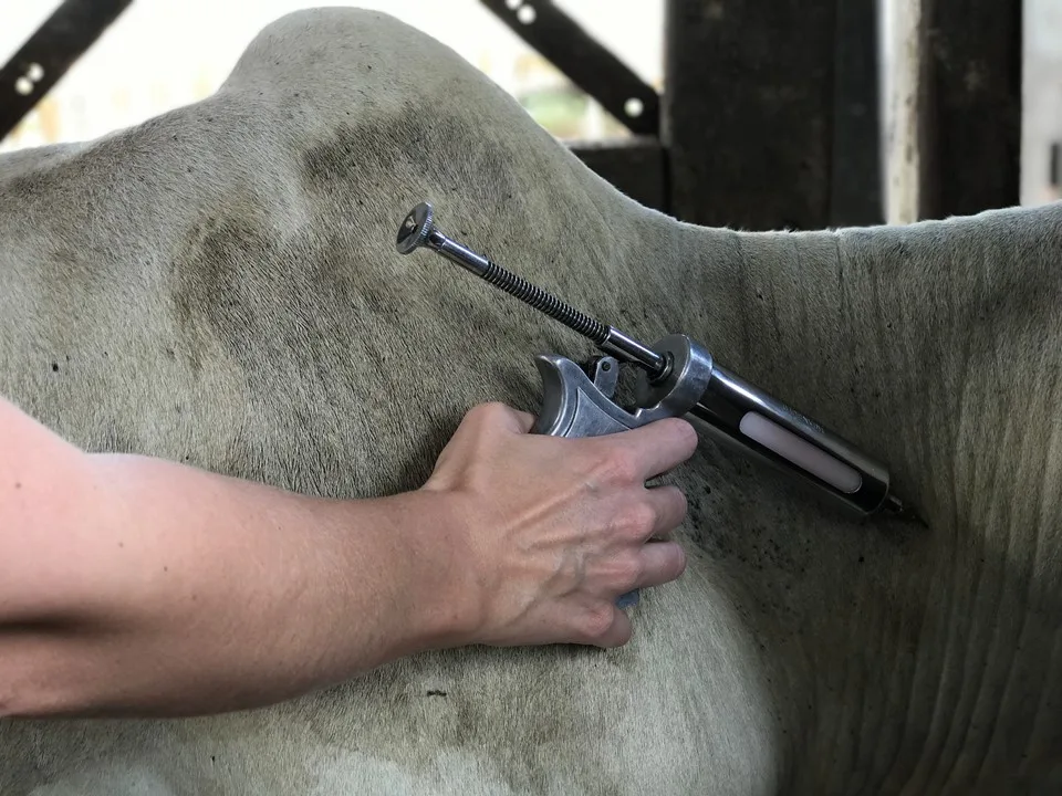 Campanha de vacinação contra febre aftosa é prorrogada no ES