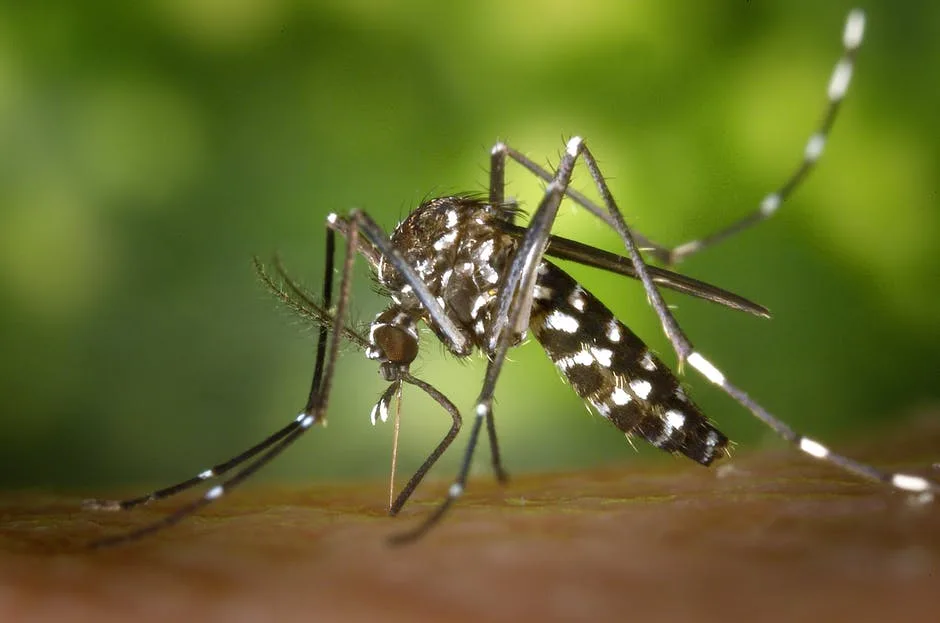 Espírito Santo fecha o ano com quase 45 mil casos e 11 mortes por dengue