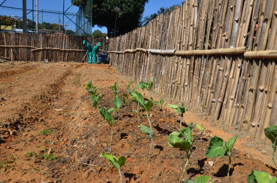 Moradores fazem horta comunitária em Viana