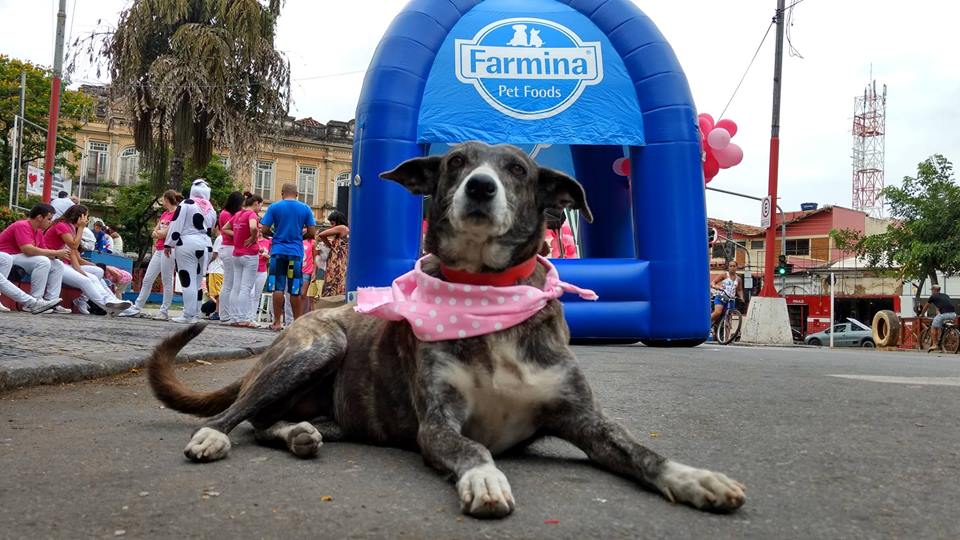 ‘Outubro Rosa Pet’ orienta sobre prevenção de câncer em cães e gatos em Alegre