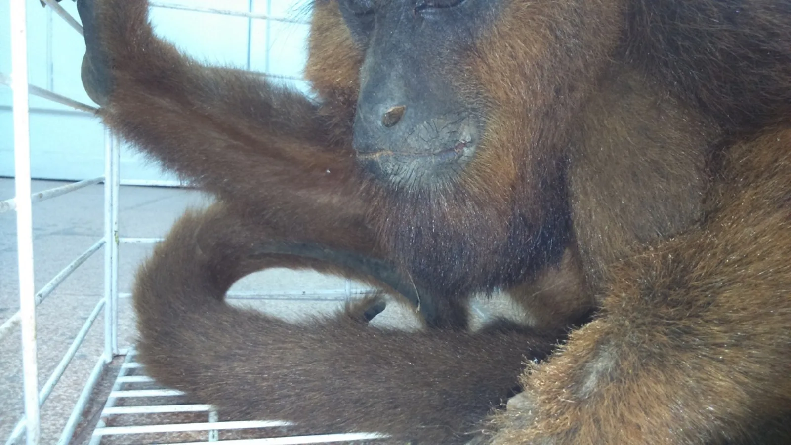 Macaco bugio morre após receber descarga elétrica em sítio de Domingos Martins