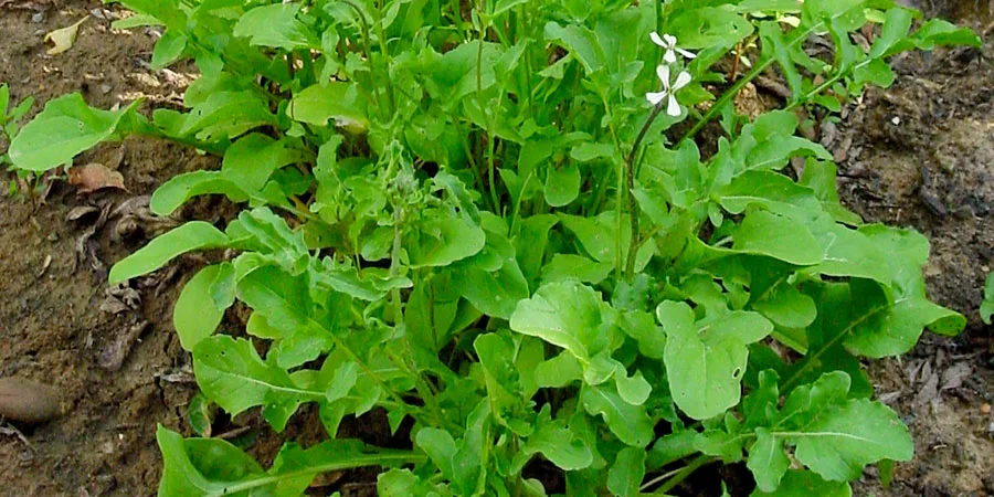 Rúcula auxilia na visão, prevenção do câncer e é antioxidante