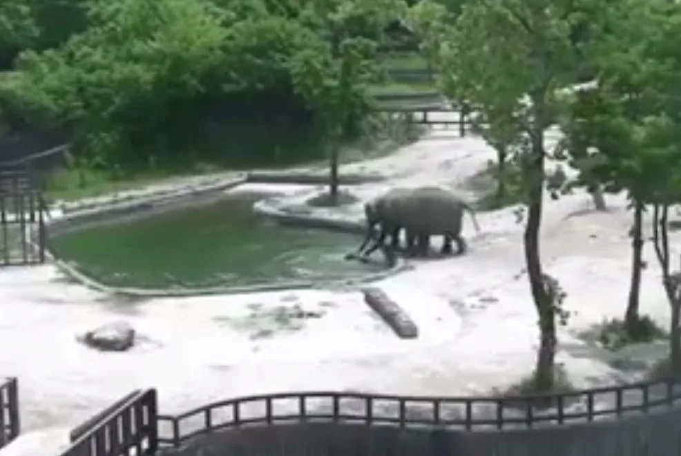 Elefantes salvam filhote de afogamento em zoológico. Assista ao vídeo!