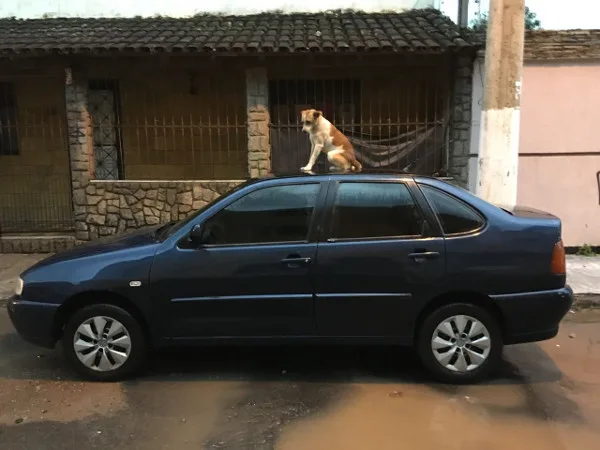 Cão que dorme em tetos de carros fica 'ilhado' após chuva em Cariacica