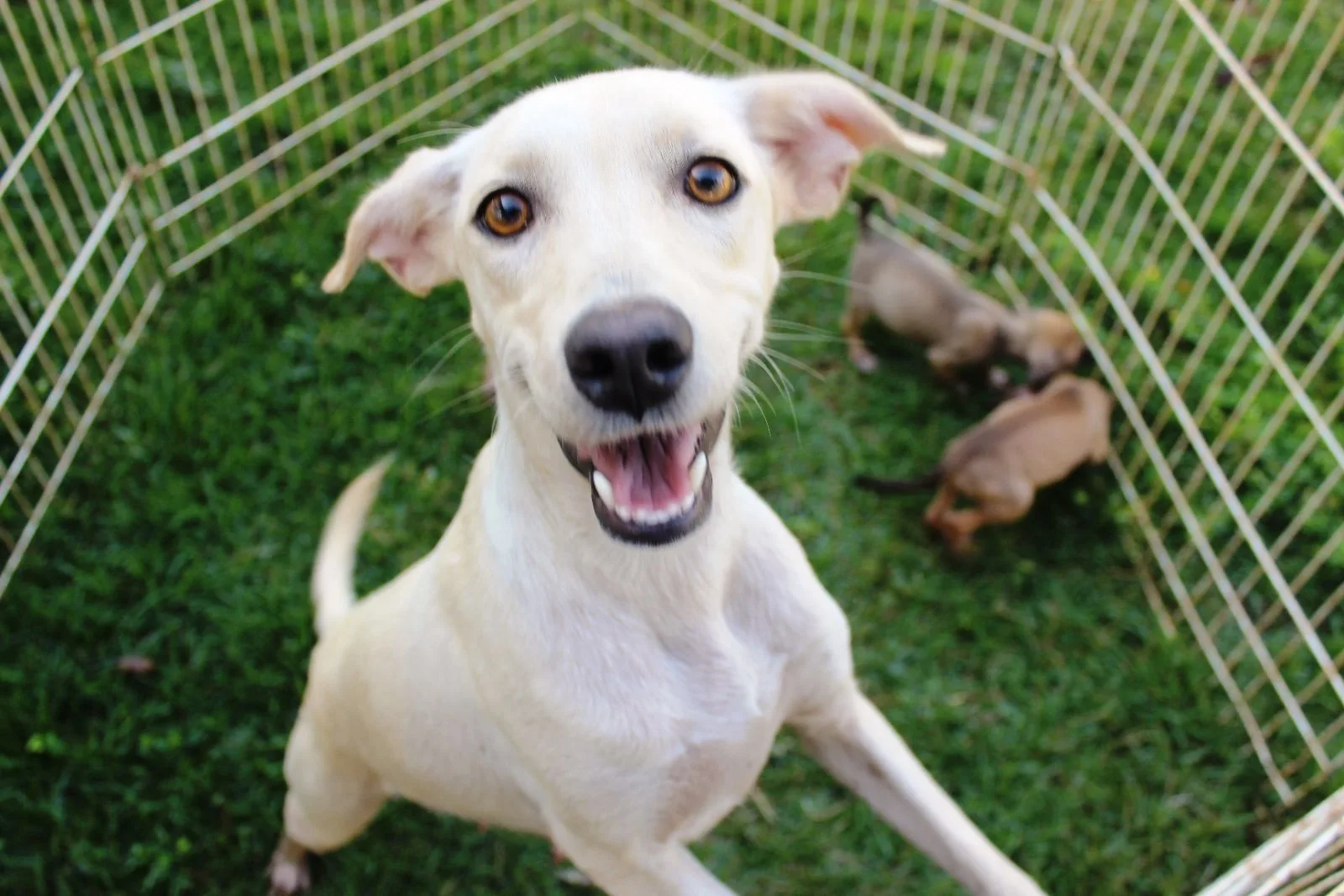 Que tal adotar um amiguinho? Cães e gatos esperam por adoção na Serra