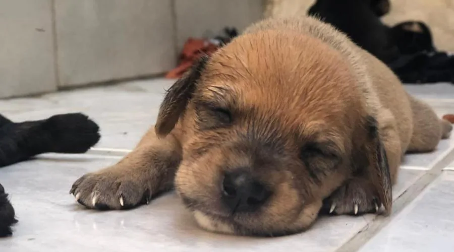 Vamos adotar? Praia de Itaparica recebe feira de adoção de cães e gatos neste fim de semana