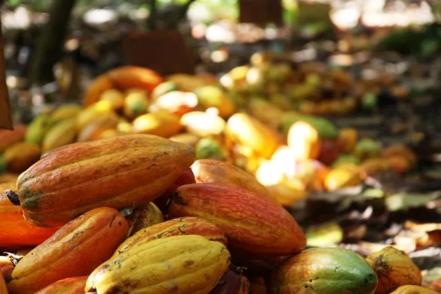 Bons chocolates indicam produção de cacau de qualidade