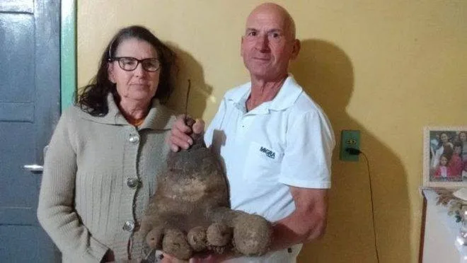 Batata gigante com formato de pé humano nasce em Santa Catarina