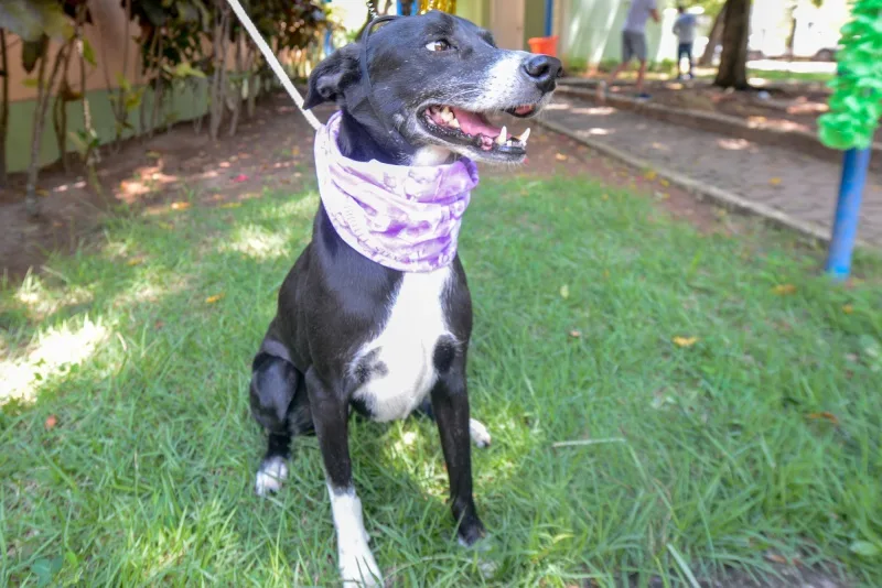 Feira de Doação de Cães