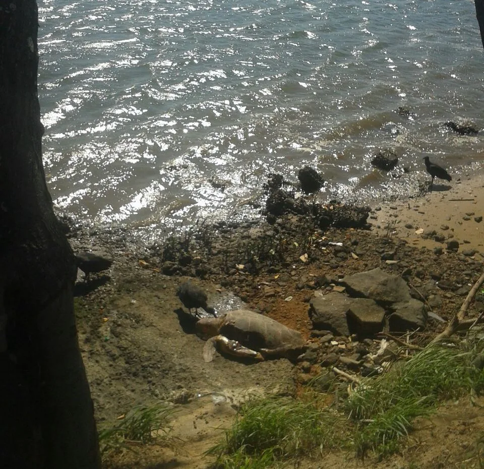 Tartaruga é encontrada morta na orla de Porto Novo em Cariacica