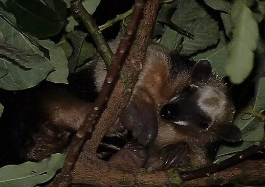 Que dó! Filhote de tamanduá sobe em árvore e fica com medo de descer