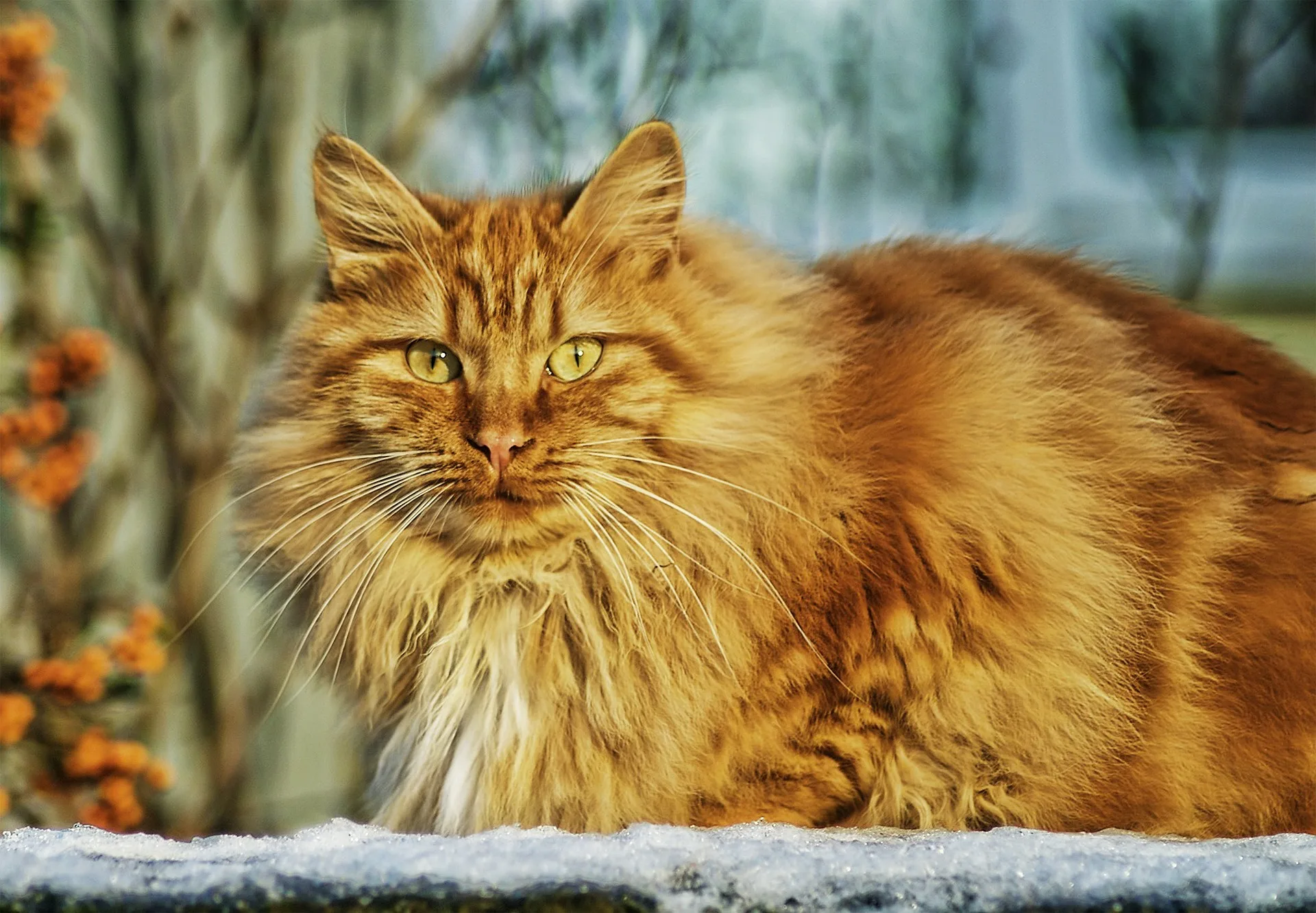 Gato se torna prefeito em cidade dos EUA