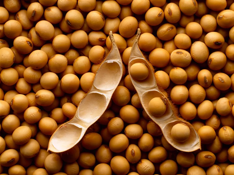 17 Oct 2000 — A mature open soybean pod resting on a bed of mature harvested soybeans. — Image by © Corbis