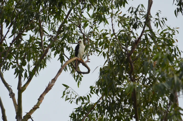 Gavião-pato: ave rara avistada em plantio de eucalipto da Fibria no Espírito Santo