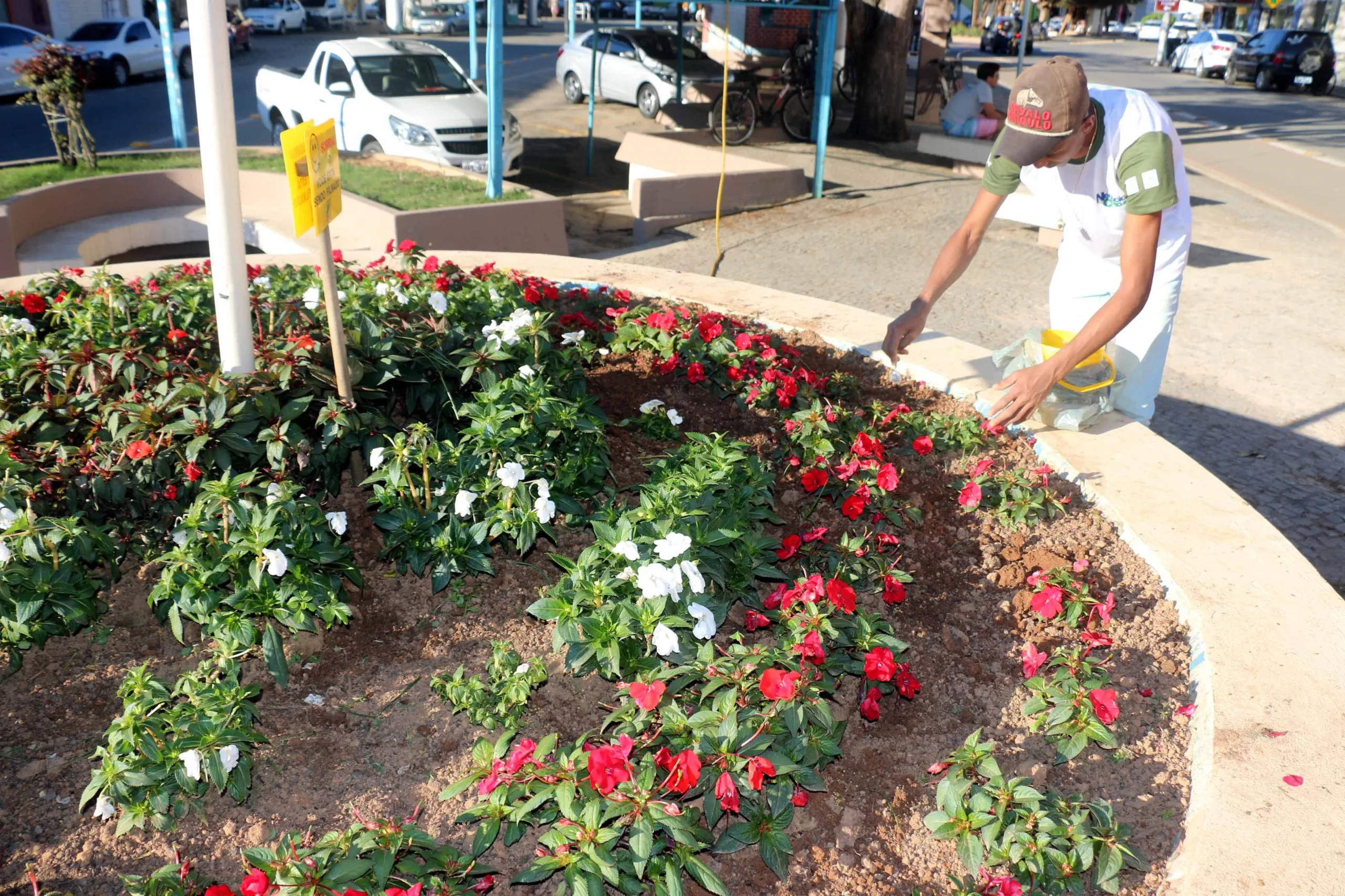 Furto de plantas em canteiros públicos vira caso de polícia em Guaçuí