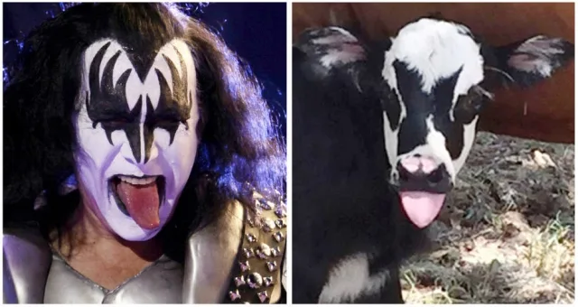 Bezerra semelhante ao vocalista do Kiss nasce no Texas