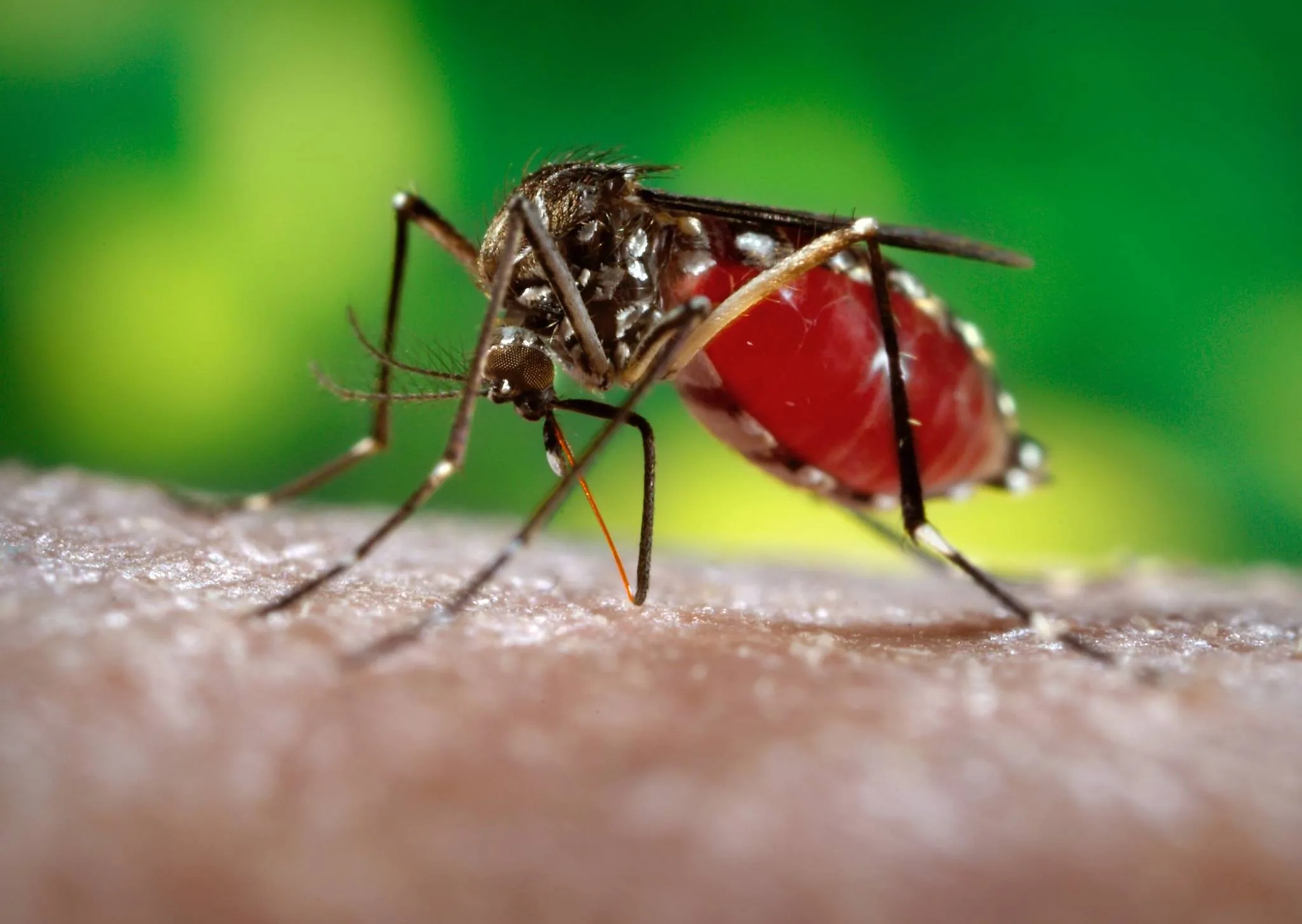 Primeiro caso de zika vírus transmitido por relação sexual é registrado na França