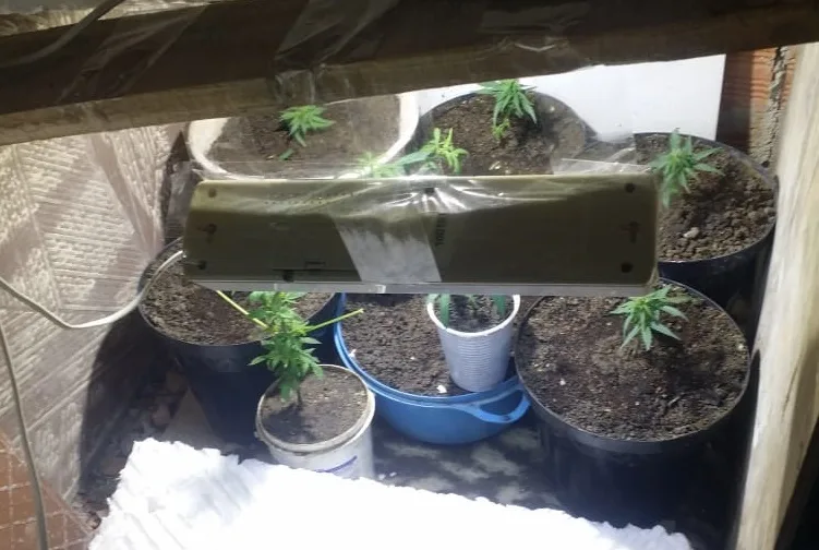 Polícia prende homem com plantação de maconha dentro de residência em Cariacica