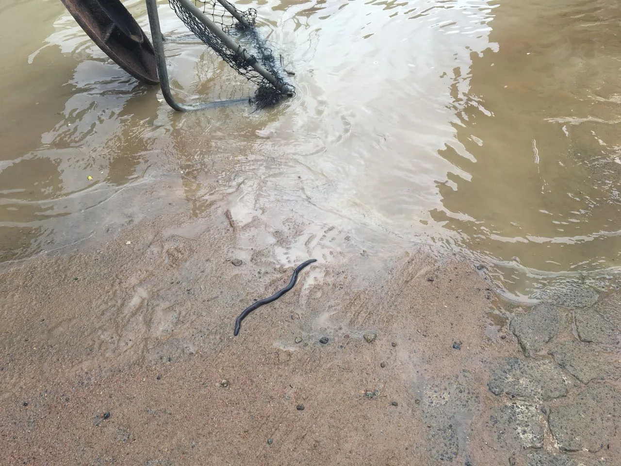 Cobra é encontrada em meio a alagamento em Cariacica