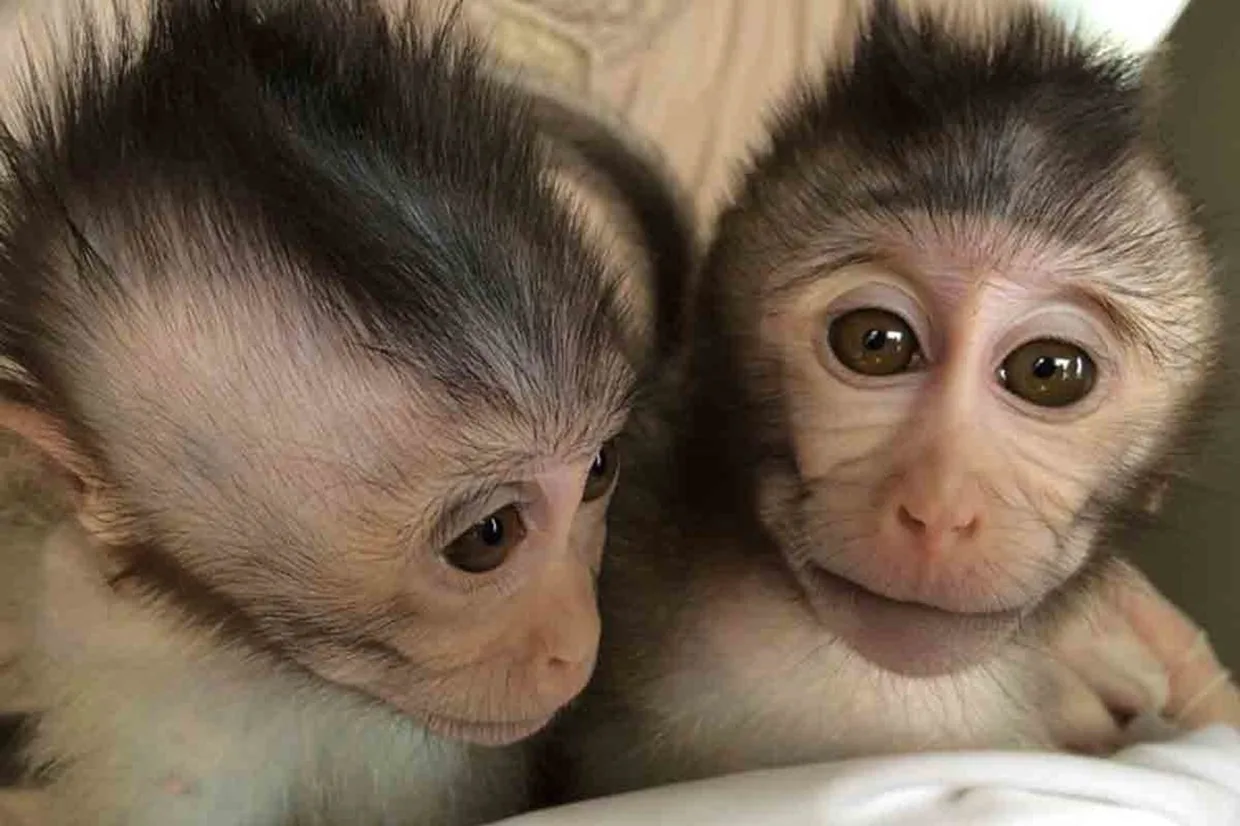 Macacos com autismo são criados por cientistas para testar novo medicamento