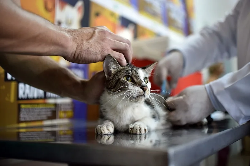 Campanha de vacinação para cães e gatos continua neste sábado na Serra