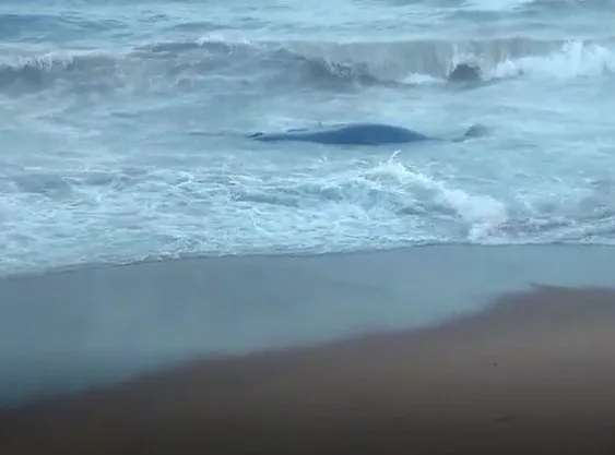 Filhote de baleia é encontrado morto na Praia de Regência, no ES