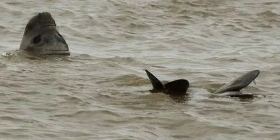 Uma semana depois, elefante marinho 'Fred' volta para o mar e se despede do litoral capixaba