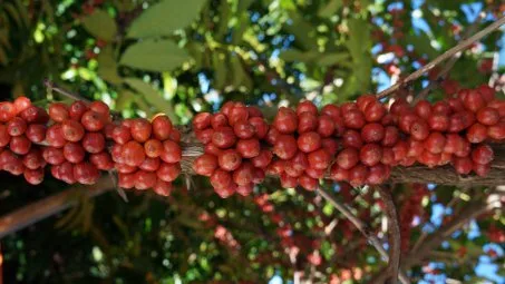 Estiagem pode provocar queda de 15% na safra de café no Espírito Santo