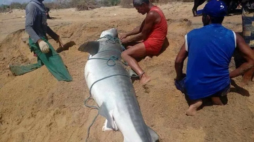 Tubarão é encontrado por pescadores em praia de Linhares