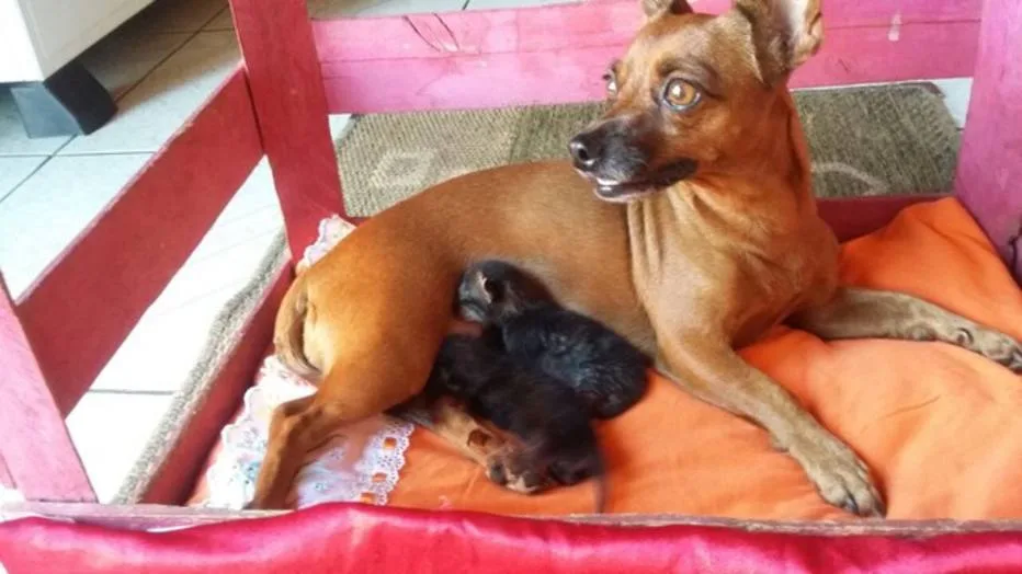 Cadela Lupita 'adota' gatos recém-nascidos