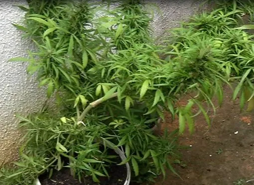 Artesão é preso acusado de cultivar plantação de maconha em Cariacica