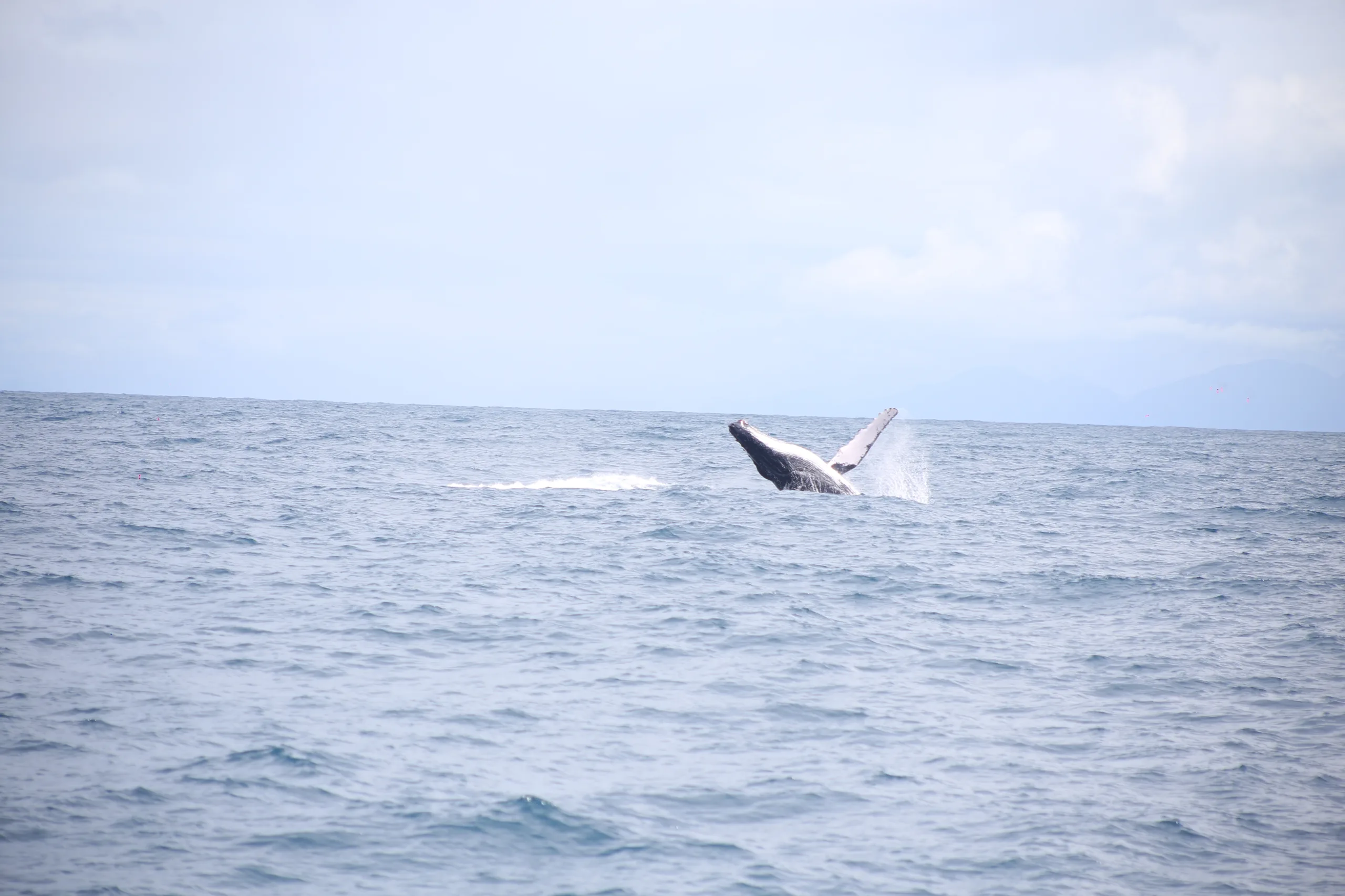 GALERIA | Jubartes e golfinhos dão 'show' no litoral capixaba