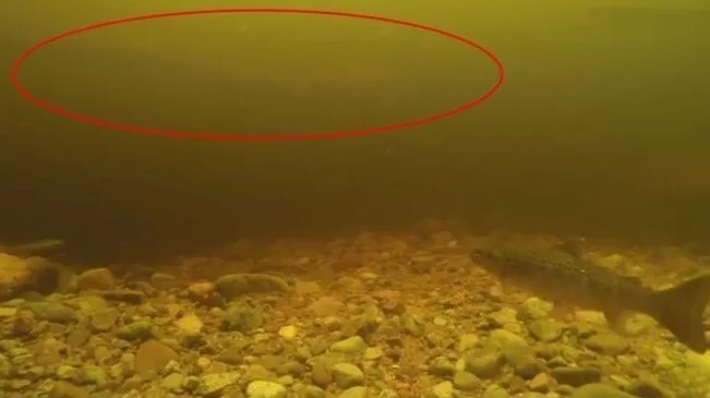 Vídeo registrado por mergulhador reforça teoria de monstro do lago Ness ser uma enguia gigante